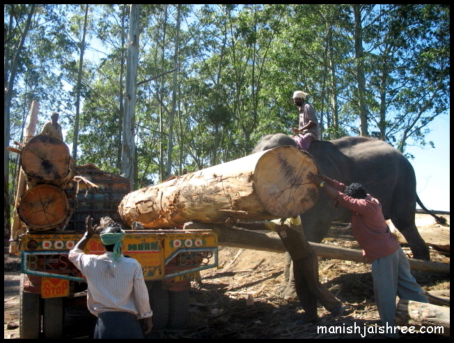 Elephant with logs