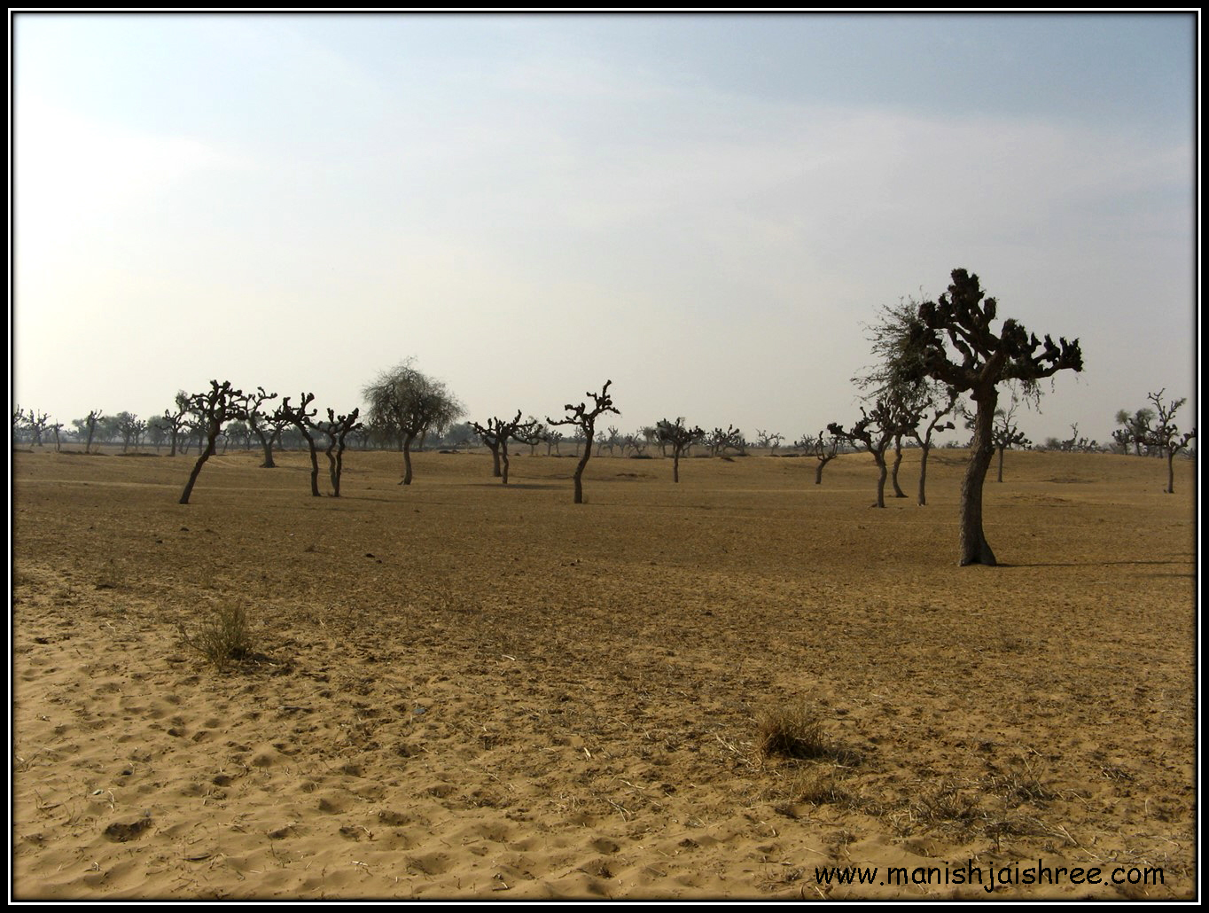 Desert sprinkled with Khejri Trees
