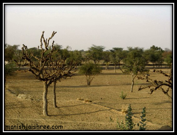 Thar Desert, around Nawalgarh