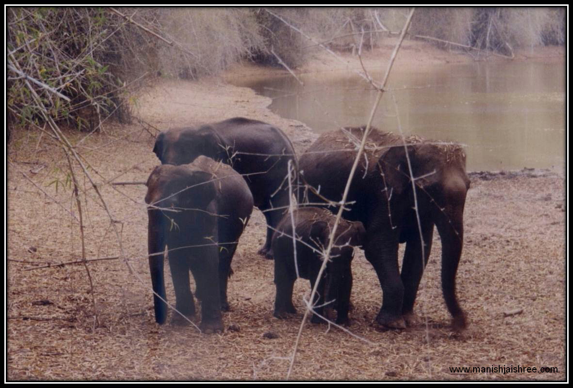 Elephant family in Bandipur