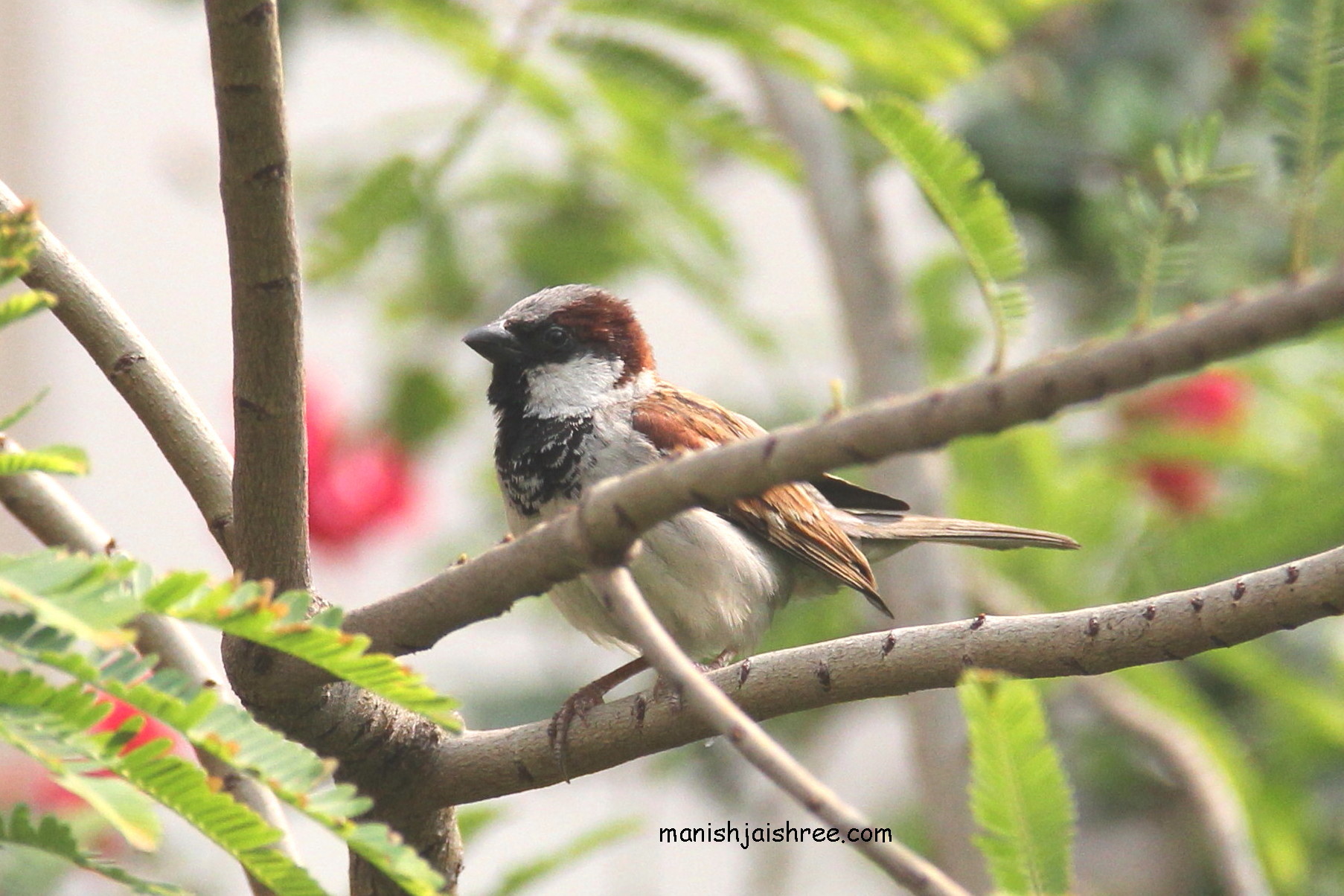House Sparrow- male
