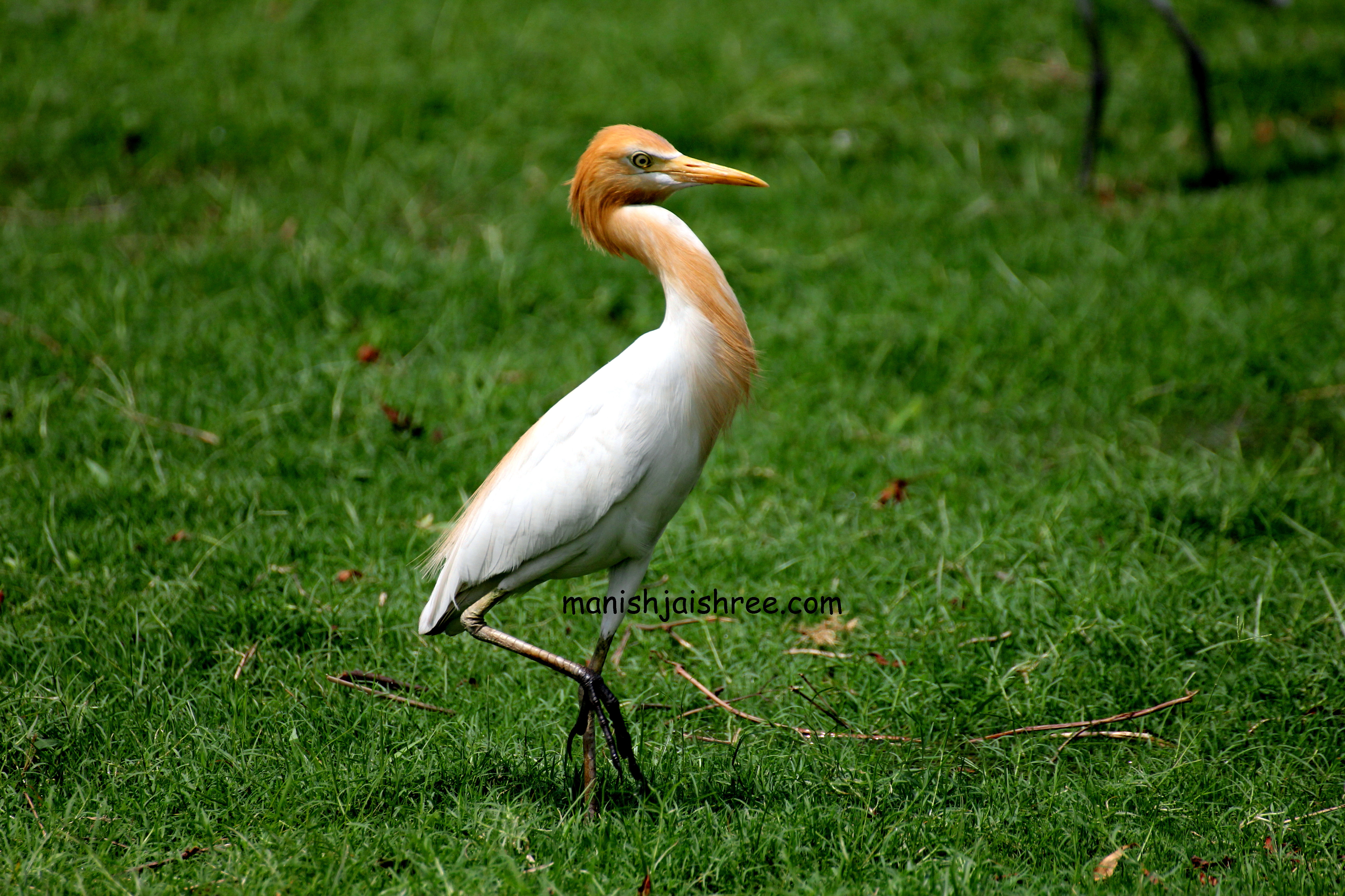 'Cattle Egret' in breeding plumage at city park- Delhi