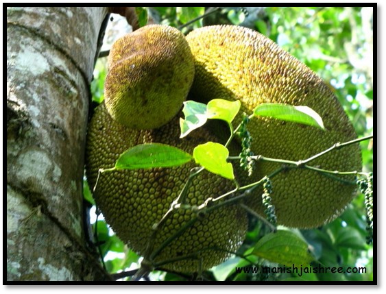 Close-up of the jack-fruit