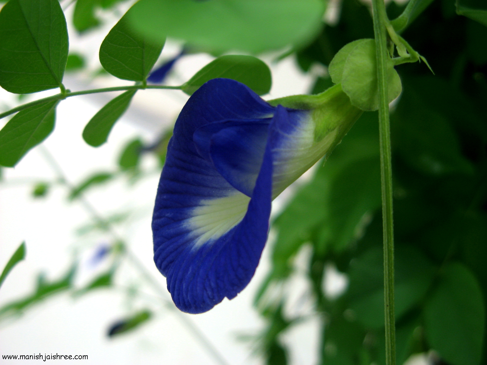 Butterfly Pea flower (Shankha Pushpa)