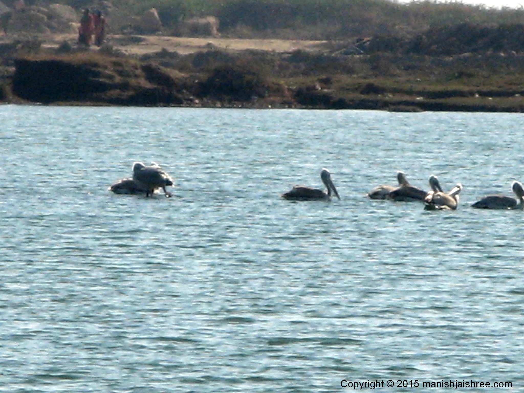 The Great White Pelicans at Sangam, Somnath