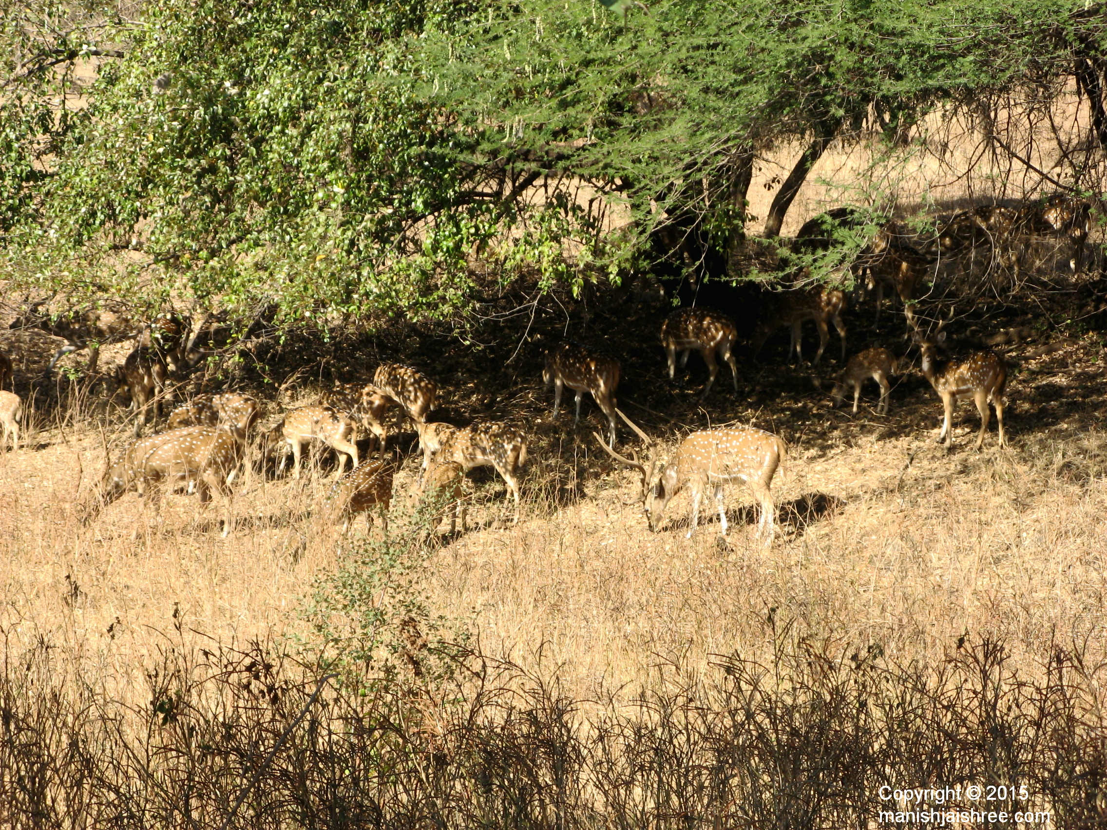 Herd of Spotted deer, Sasan Gir