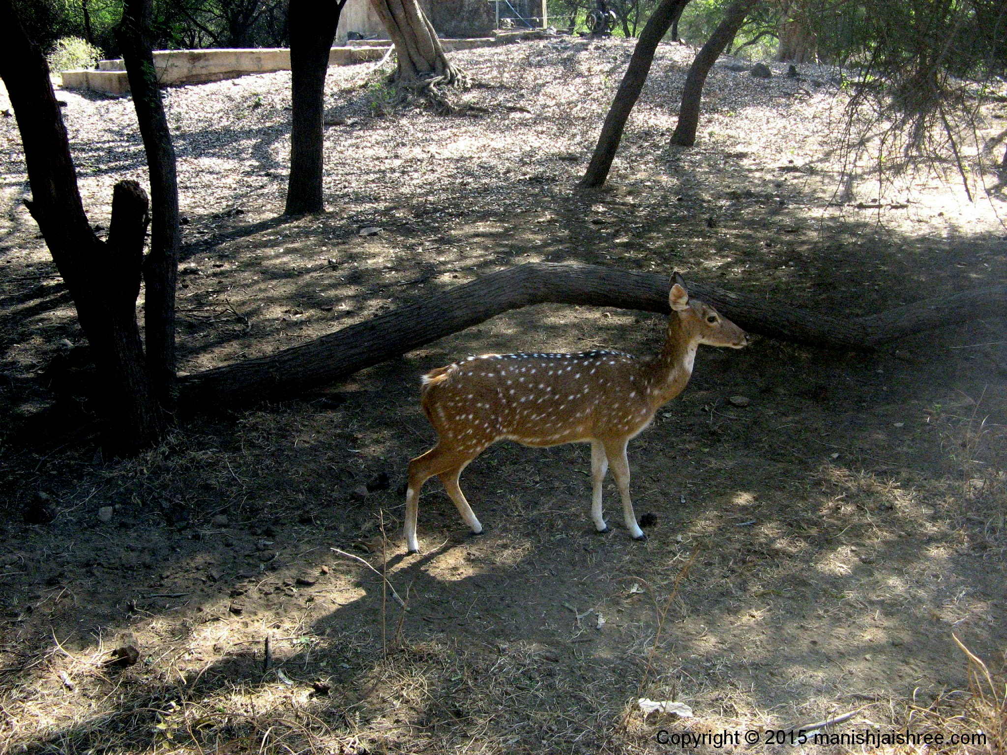 A spotted Deer, Sasan Gir
