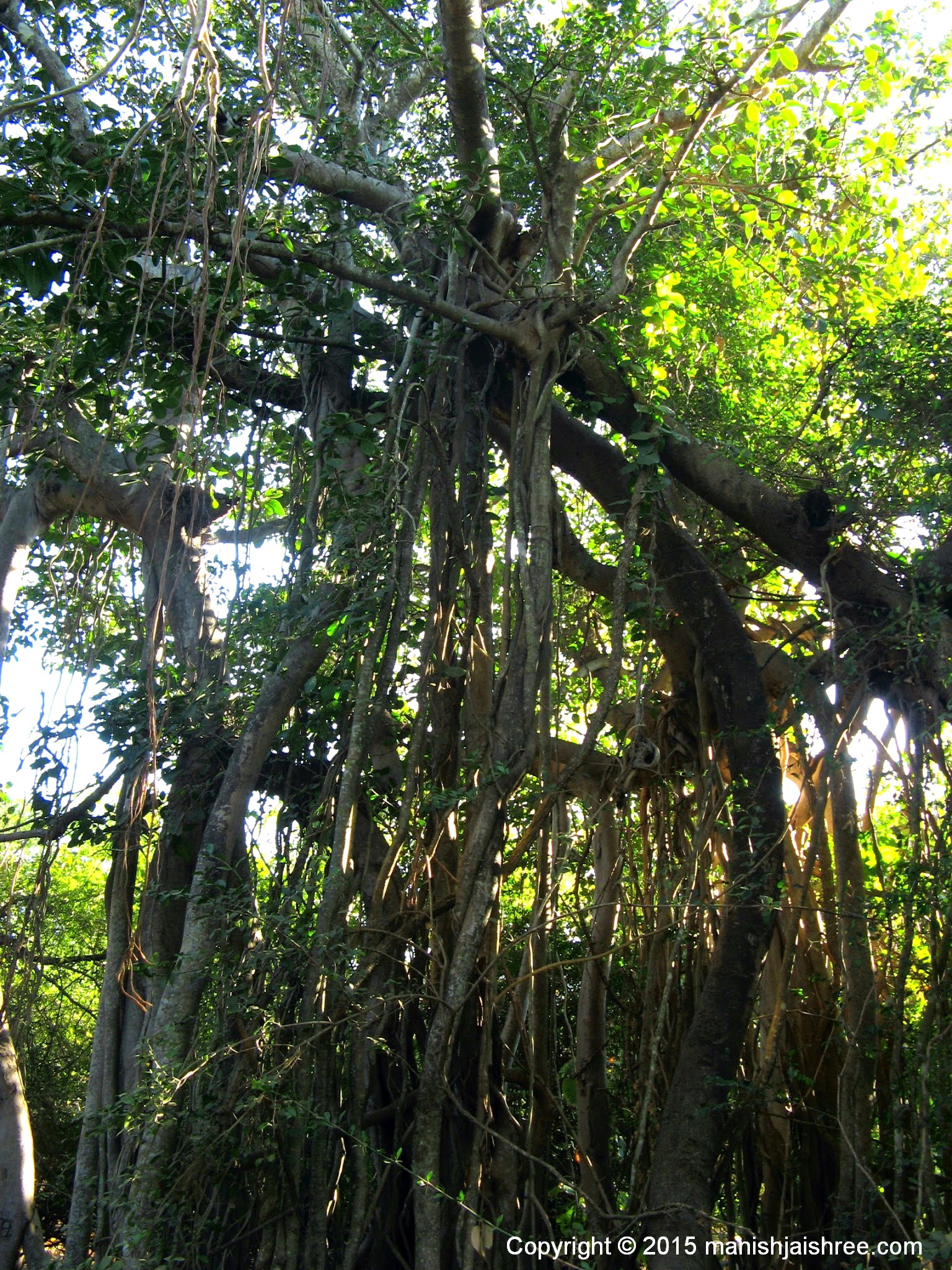 Banyan Tree, Sasan-Gir