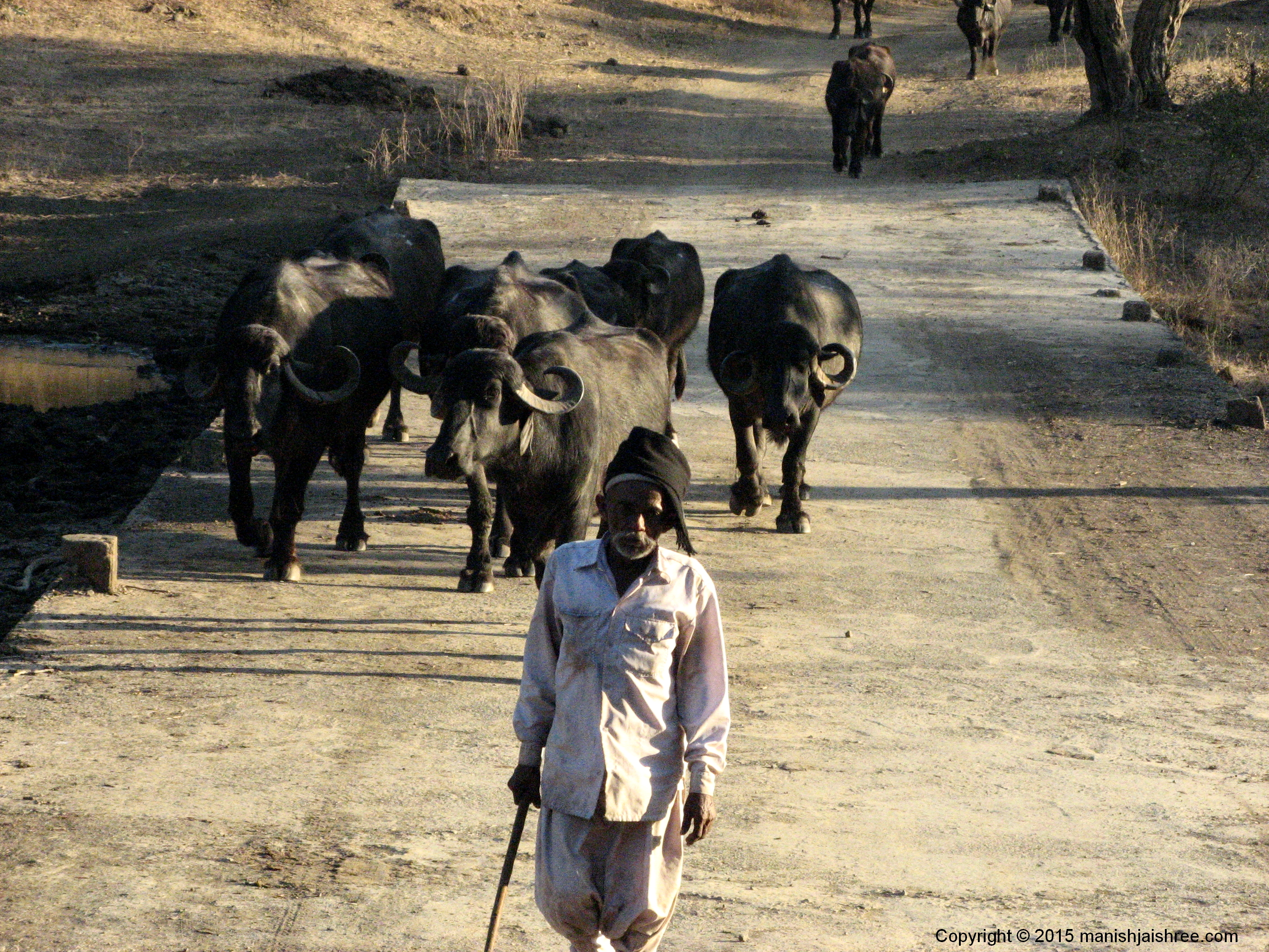 A Maldhari in SasanGir forest with his herd of Cattle