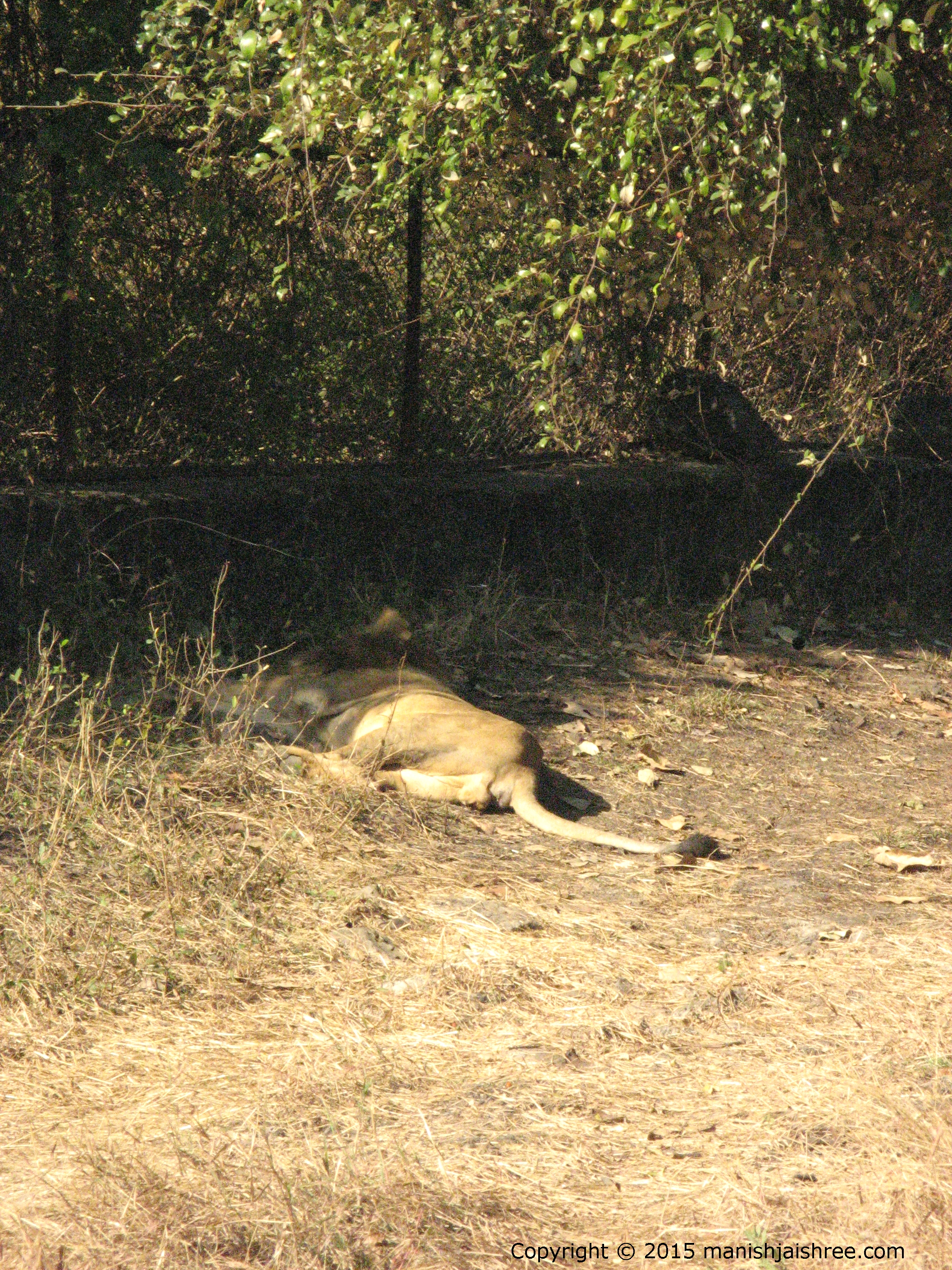 Taking Nap, Asiatic Lion