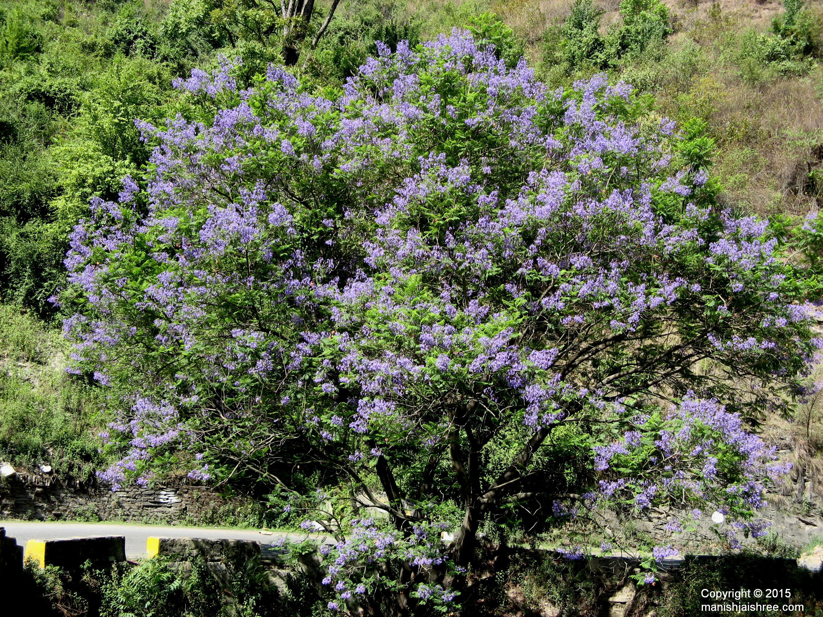 The blossoming purple flower tree